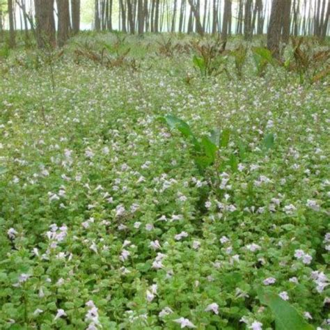 陰性植物|植物耐蔭特性及 杜鵑花耐蔭指標研究